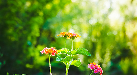 Desert Flower - Oro Valley Real Estate